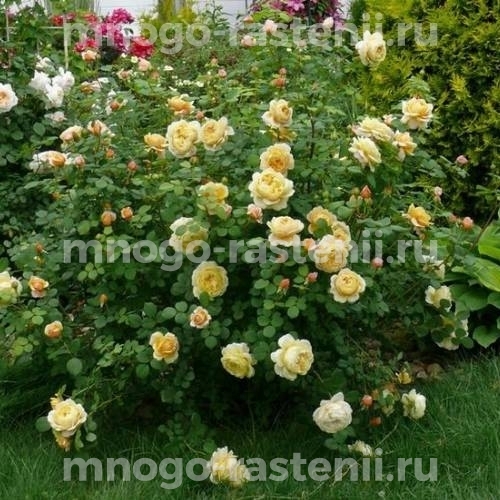 Саженцы розы Чарльз Дарвин 