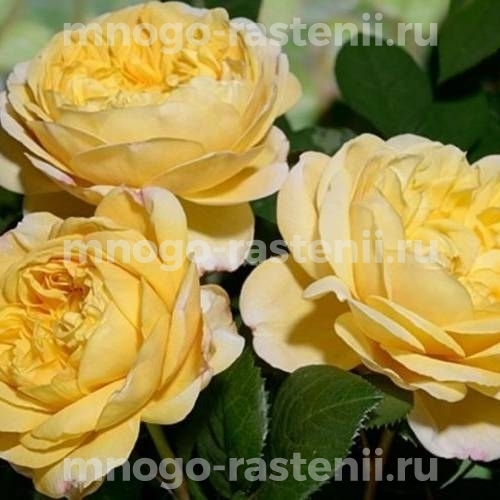 Саженцы розы Чарльз Дарвин 