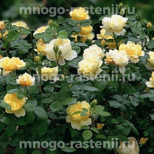 Саженцы розы Чарльз Дарвин 