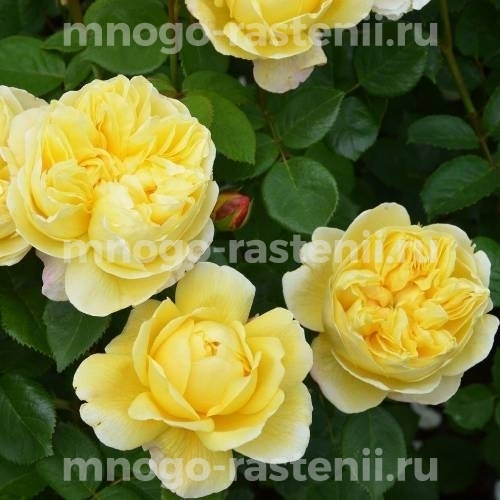 Саженцы розы Чарльз Дарвин 