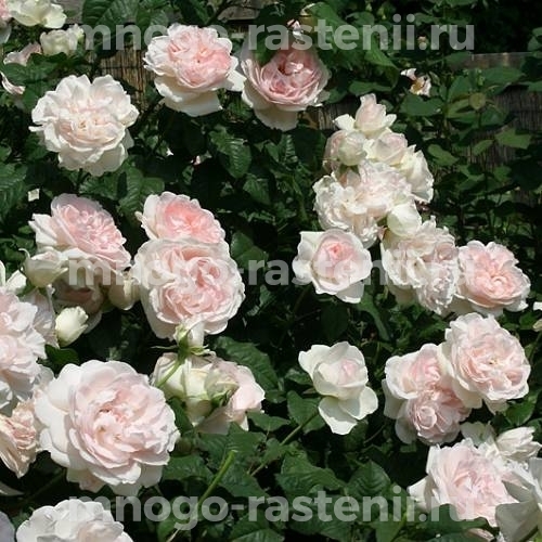 Саженцы розы Шарифа Асма английской