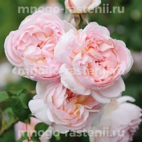 Саженцы розы Шарифа Асма английской