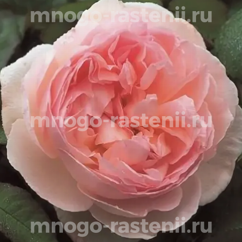 Саженцы розы Шарифа Асма английской