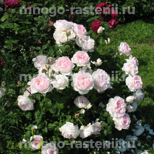 Саженцы розы Шарифа Асма английской