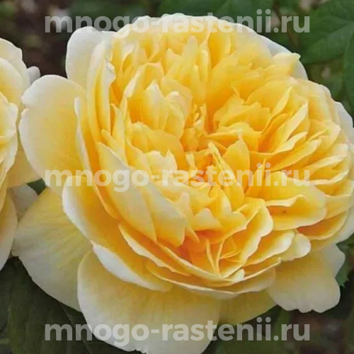 Саженцы розы Шарлотта английской