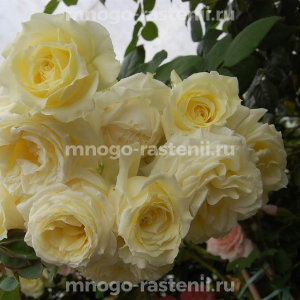 Роза Эльф