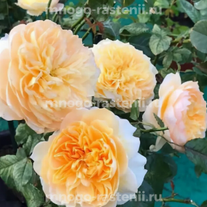 Роза Эффи