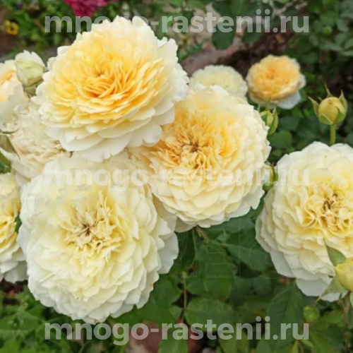 Саженцы розы Эффи