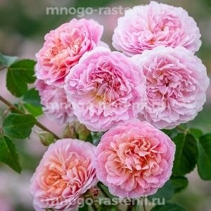 Роза Юстасия Вэй