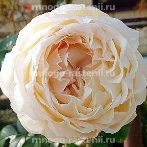 Роза Айвори Ив Пьяже
