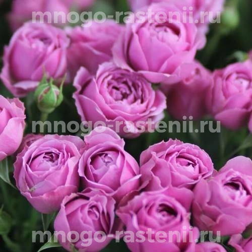 Саженцы розы Мисти Баблс 