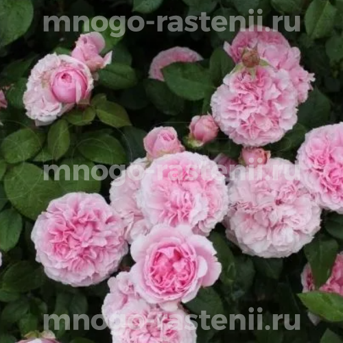 Саженцы розы Миранда