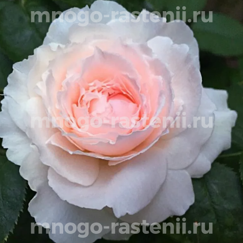 Саженцы розы Миранда