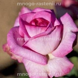Роза Альтера