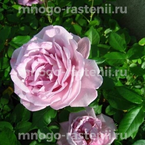 Саженцы розы Альтера