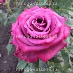 Роза Аманда Блю
