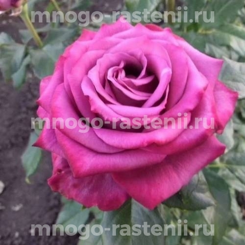 Саженцы розы Аманда Блю