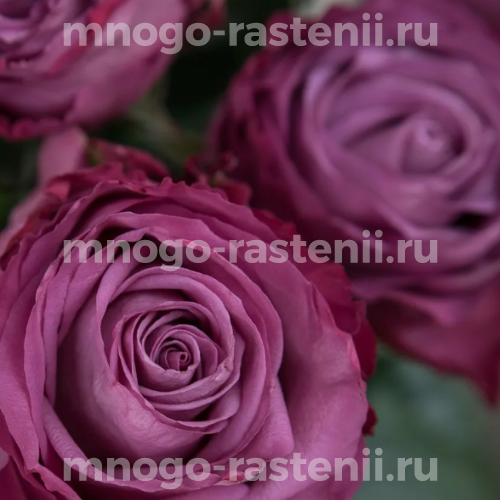 Саженцы розы Аманда Блю