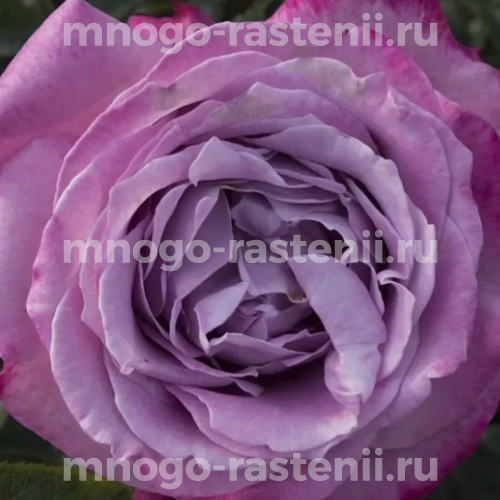 Саженцы розы Аманда Блю