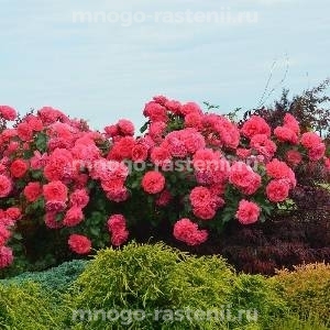 Роза Розариум Ютерсен