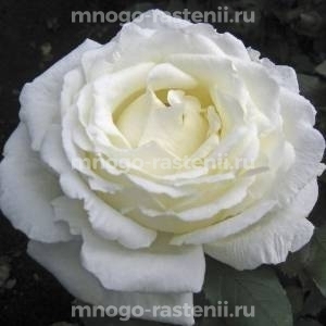 Роза Виталити