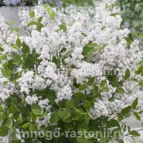 Саженцы сирени Флауэрфест Вайт