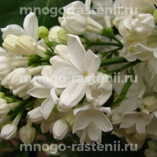 Саженцы сирени Флора