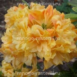 Азалия Чардаш  