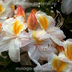 АЗАЛИЯ СИЛЬВЕР СЛИППЕР
