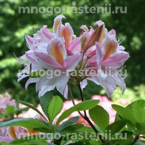 Саженцы азалии Ирен Костер