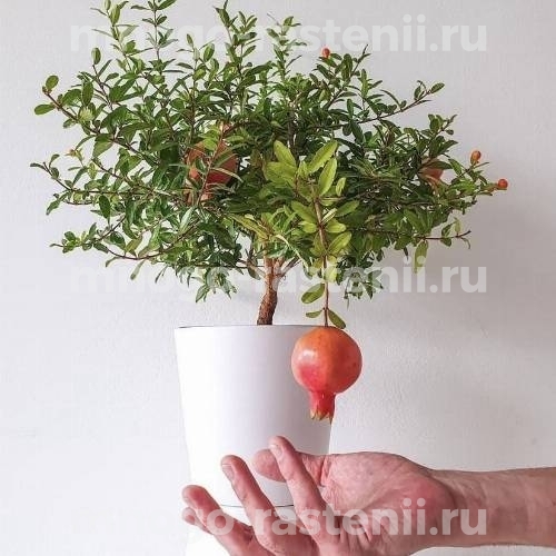 Саженцы граната Нана