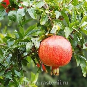 Гранат Крымский полосатый