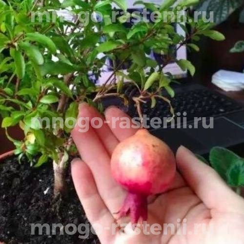 Саженцы граната Нана