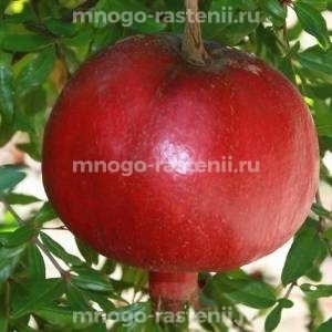 Гранат Никитский ранний