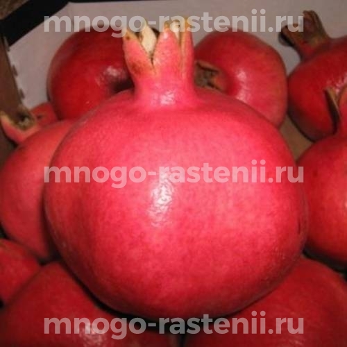 Саженцы граната Дхолка