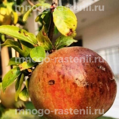 Саженцы граната Дхолка