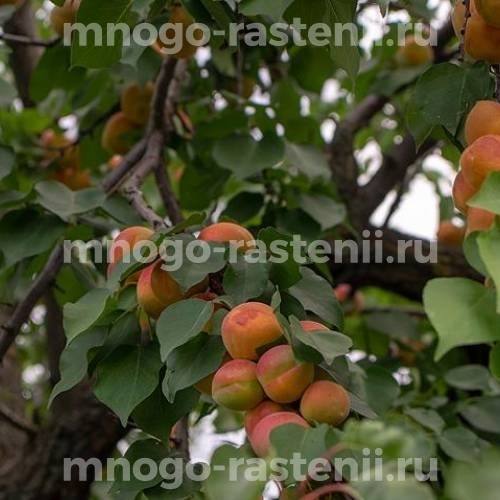 Саженцы абрикоса Гвиани