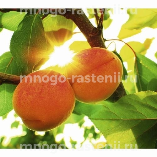 Саженцы абрикоса Гвиани