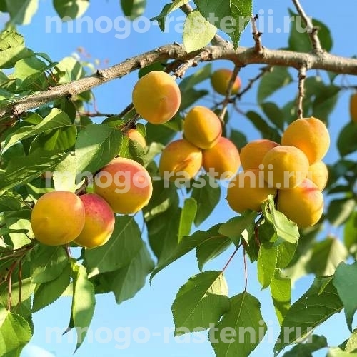 Саженцы абрикоса Левицкого