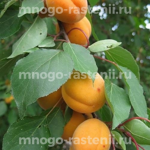Саженцы абрикоса Добеле