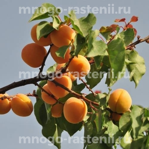 Саженцы абрикоса Добеле