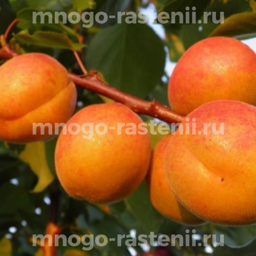 Саженцы абрикоса Иноходец