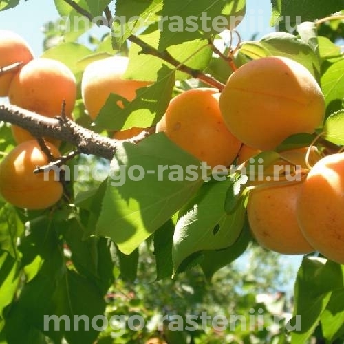 Саженцы абрикоса Орлик Ставрополья