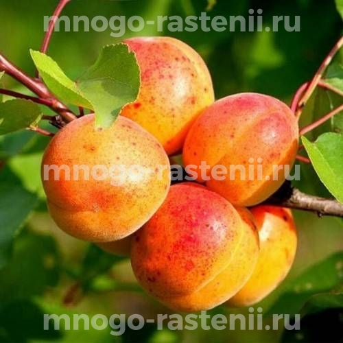 Саженцы абрикоса Свердловский ранний