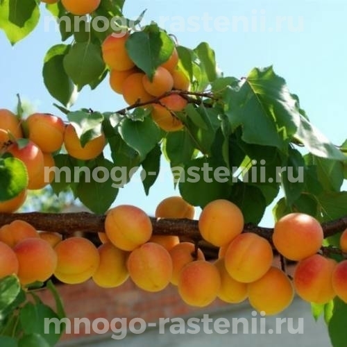 Саженцы абрикоса  Тимирязевский