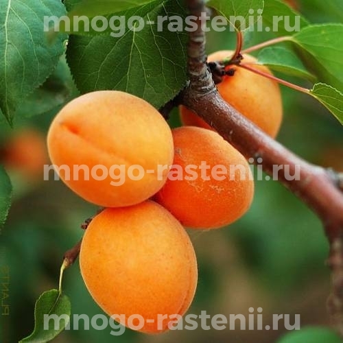 Саженцы абрикоса Веллингтон