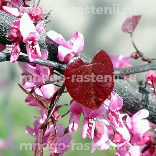Саженцы церцисса Forest Pansy