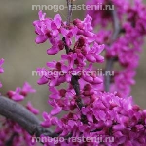 Церцисс Литтл Вуди