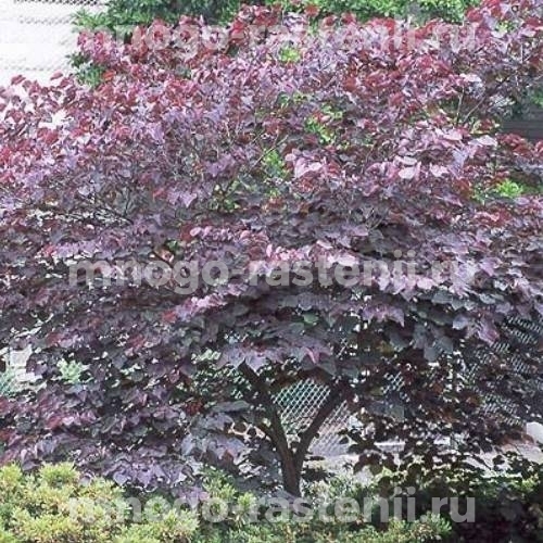 Саженцы церцисса Forest Pansy