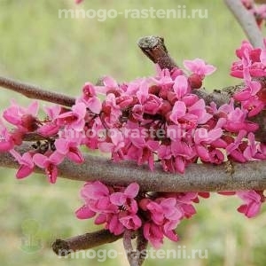 Церцисс Мерло